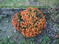 Chrysanthemum plant Anthemideae orange flower