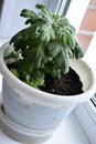 Chrysanthemum plant in a pot in the house Royalty Free Stock Photo