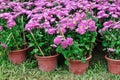 Chrysanthemum potting