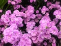 Chrysanthemum purple background or Texture.Chrysanthemum flowers of purple garden