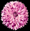 Chrysanthemum  purple. Flower on  isolated  black  background with clipping path without shadows. Close-up. For design. Nature Royalty Free Stock Photo