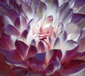 Chrysanthemum purple-pink-white blossom. Background of a chrysanthemum flower close-up. Macro.