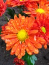 Chrysanthemum with rain drops