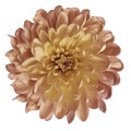 Chrysanthemum red-yellow. Flower on isolated white ba ckground with clipping path without shadows. Close-up. For design.