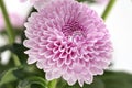 Chrysanthemum Santini Pink