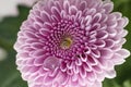 Chrysanthemum Santini Pink