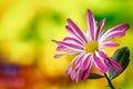 chrysanthemum, single blooming flower from close range on a delicate blurred background, inflorescence in purple white Royalty Free Stock Photo
