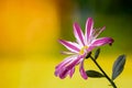 chrysanthemum, single blooming flower from close range on a delicate blurred background, inflorescence in purple white Royalty Free Stock Photo