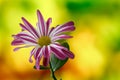 chrysanthemum, single blooming flower from close range on a delicate blurred background, inflorescence in purple white Royalty Free Stock Photo