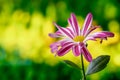 chrysanthemum, single blooming flower from close range on a delicate blurred background, inflorescence in purple white Royalty Free Stock Photo