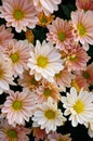 Chrysanthemum (The South Shannon Xi Yun)