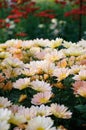 Chrysanthemum (The South Shannon Xi Yun)