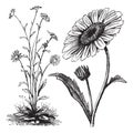 Chrysanthemum sp. vintage engraving