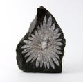 Chrysanthemum Stone