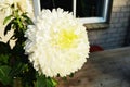 Chrysanthemum, symbol of purity. Royalty Free Stock Photo