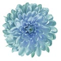 Chrysanthemum turquoise-blue.. Flower on isolated white ba ckground with clipping path without shadows. Close-up. For design.