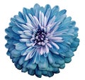 Chrysanthemum turquoise flower. On white isolated background with clipping path. Closeup no shadows. Garden flower.