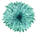 Chrysanthemum turquoise flower on white isolated background with clipping path. no shadows. Closeup.