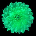 Chrysanthemum turquoise-green. Flower on isolated black background with clipping path without shadows. Close-up. For design.