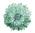 Chrysanthemum turquoise-green. Flower on isolated white background with clipping path without shadows. Close-up. For design. Royalty Free Stock Photo