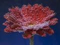 Chrysanthemum under water with air drops on blue