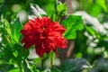 chrysanthemum variety credo, one bright scarlet flower