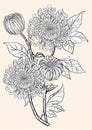 Chrysanthemum vector on brown background