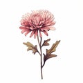 Minimalistic Chrysanthemum Drawing Illustration In Pink Style