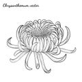Chrysanthemum vector on white background