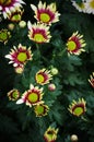 Chrysanthemum Royalty Free Stock Photo