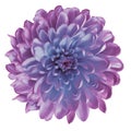 Chrysanthemum violet-blue. Flower on isolated white background with clipping path without shadows. Close-up. For design. Royalty Free Stock Photo