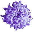 Chrysanthemum violet flower isolated with clipping path on a white background. Beautiful chrysanthemum dark violet center. For d