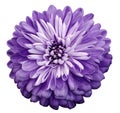 Chrysanthemum violet flower. On white isolated background with clipping path. Closeup no shadows. Garden flower.