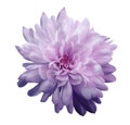 Chrysanthemum violet-pink. Flower on isolated white background with clipping path without shadows. Close-up. For design. Royalty Free Stock Photo