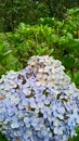 Chrysanthemum Violet vibes