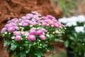 Chrysanthemum violet and white