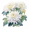 Chrysanthemum Watercolor Illustration: White Perfection Flowers On White Background Royalty Free Stock Photo