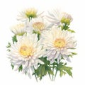 Chrysanthemum Watercolor Painting: White Prosperity Flowers On White Background Royalty Free Stock Photo