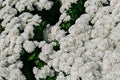 Chrysanthemum white bloom in the park, which is used as the background. Royalty Free Stock Photo