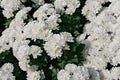 Chrysanthemum White blooming in the park. Which is used as background Royalty Free Stock Photo