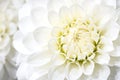 Chrysanthemum white flower, abstract backgrounds Royalty Free Stock Photo