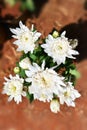 Chrysanthemum white