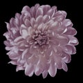 Chrysanthemum white-pink. Flower on isolated black background with clipping path without shadows. Close-up. For design. Royalty Free Stock Photo