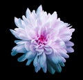 Chrysanthemum white-pink-turquoise. Flower on isolated black background with clipping path without shadows. Close-up. For desig Royalty Free Stock Photo