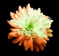 Chrysanthemum white-red. Flower on  isolated  black  background with clipping path without shadows. Close-up. For design. Royalty Free Stock Photo