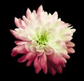 Chrysanthemum white-red. Flower on isolated black background with clipping path without shadows. Close-up. For design. Royalty Free Stock Photo