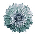 Chrysanthemum white-turquoise. Flower on isolated white background with clipping path without shadows. Close-up. For design. Royalty Free Stock Photo