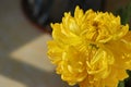 Chrysanthemum that will wither