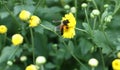 chrysanthemum yellow bee on flowers