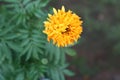 Chrysanthemum